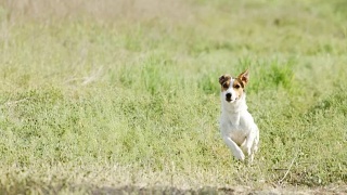 美丽活泼的杰克罗素梗犬在镜头前奔跑视频素材模板下载