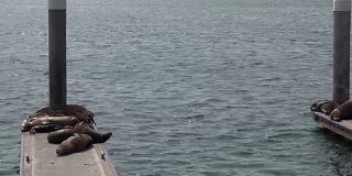 海狮躺在海湾的码头上