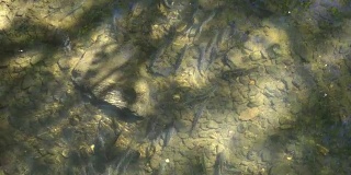 17、溪中的鱼在水射流里
