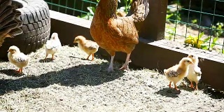 小鸡带着小鸡散步