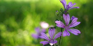 盛开的锦葵，绿色草地上的紫罗兰花
