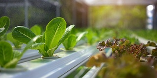 现代蔬菜农场，水施普林格，喷灌水培有机蔬菜农场。