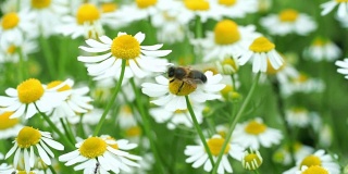 蜜蜂采洋甘菊花粉。