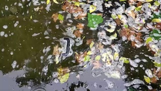 垃圾污染废水对肮脏的湖水视频素材模板下载