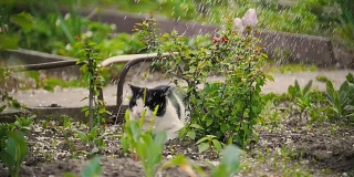猫咪从小溪边跑开，在夏日的花园里，慢镜头