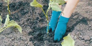 女双手戴着蓝手套，种着茄子苗带根