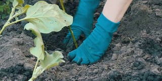 女人们手里拿着蓝色的手套种着茄子苗