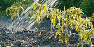 花园里的西红柿苗用水管浇水。不同的水滴落在秧苗上