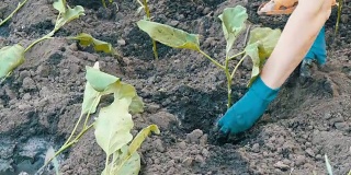女人们手里拿着蓝色的手套种着茄子苗