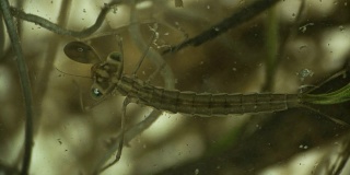 蜻蜓的幼虫，飞蛇在显微镜下捕捉并吃了一种微生物