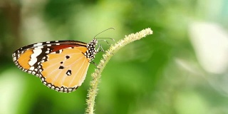 蝴蝶以花为食。