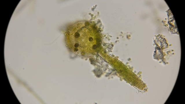 显微镜下最简单的绿色棒状藻类