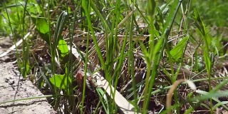 五月虫在花园里的草地上