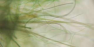 活藻类在显微镜下运动，类似于身体的触须，这很令人兴奋