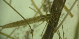 蜻蜓的幼虫，显微镜下的飞蛇
