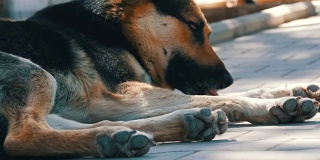 无家可归的美丽的大狗躺在城市的街道上