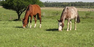 马在田野草地上吃草