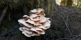 树上的棕色真菌