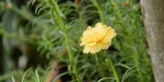 花园里的黄玫瑰苔
