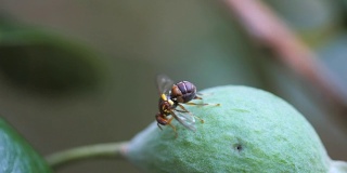 昆士兰果蝇产卵