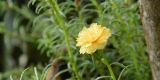 雨落在花园里的黄玫瑰苔上