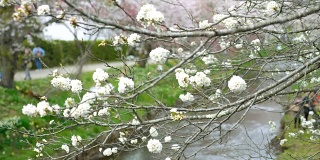 大野Hakkai的樱花和宁静的河的特写，慢镜头