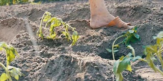 女性的双手挖进地里的番茄幼苗。番茄种植