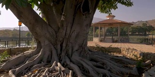 镜头围绕着公园里一棵树根裸露的大树