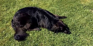 草地上的黑色拉布拉多狗