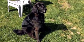 草地上的黑色拉布拉多犬