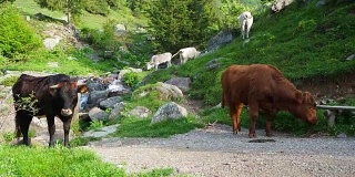 在高山草地上吃草的一群野牛。意大利阿尔卑斯山。意大利