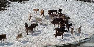 一群奶牛在靠近高山湖泊的雪地上吃草。意大利阿尔卑斯山。意大利
