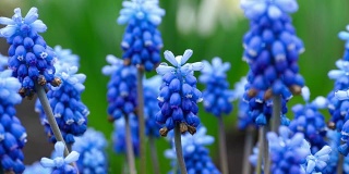 蓝色的花与雨滴麝香