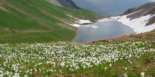 高山草地上的一套奇妙的番红花。番红花绽放。山的花。布兰奇诺自然湖。Orobie阿尔卑斯山脉。意大利