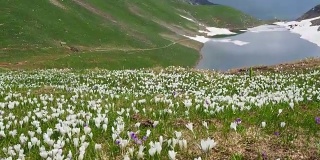 高山草地上的一套奇妙的番红花。番红花绽放。山的花。布兰奇诺自然湖。Orobie阿尔卑斯山脉。意大利