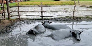 亚洲水牛慵懒地睡在泥塘里。亚洲农民的畜牧生活
