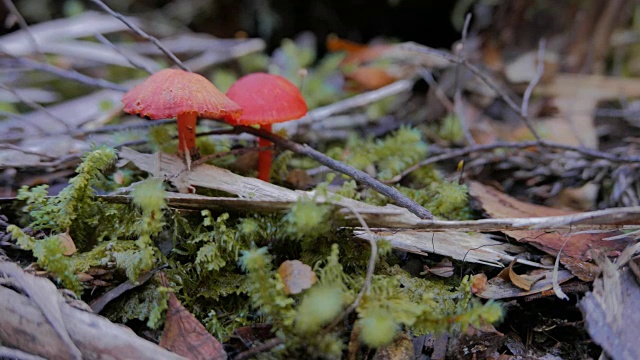 红蘑菇滑块