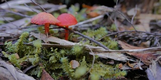 红蘑菇滑块