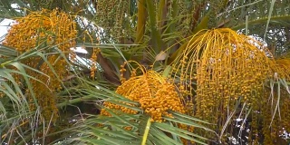 椰枣上的一堆枣。棕榈树上的果实。非洲。突尼斯