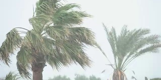 棕榈树在热带风暴的强风中摇曳。飓风暴雨。强热带风暴