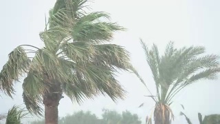 棕榈树在热带风暴的强风中摇曳。飓风暴雨。强热带风暴视频素材模板下载