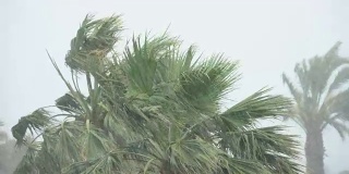 棕榈树在热带风暴的强风中摇曳。飓风暴雨。强热带风暴