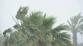 棕榈树在热带风暴的强风中摇曳。飓风暴雨。强热带风暴视频素材模板下载