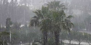 热带的风和雨落在绿色的棕榈树叶子上。飓风暴雨。旋风。热带暴雨在丛林中映衬着棕榈树。
