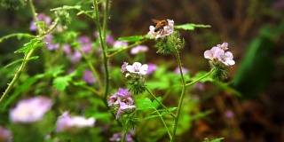 蜜蜂给紫罗兰野花授粉的慢镜头