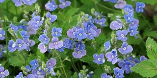 蓝色的维罗妮卡在春天开花