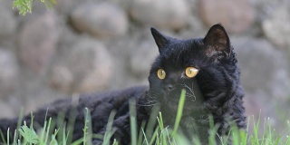 户外的黄眼睛黑猫。黑猫躺在外面的草地上看着周围。塞尔扣克雷克斯。
