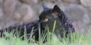 户外的黄眼睛黑猫。黑猫躺在外面的草地上看着周围。塞尔扣克雷克斯。