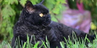户外的黄眼睛黑猫。黑猫躺在外面的草地上看着周围。塞尔扣克雷克斯