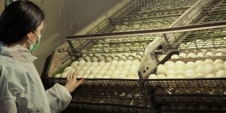 检验员在家禽养殖场检查孵化箱内的鸭蛋